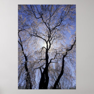 Affiches États-Unis, Kentucky, Lexington. Arbre rétro-éclai