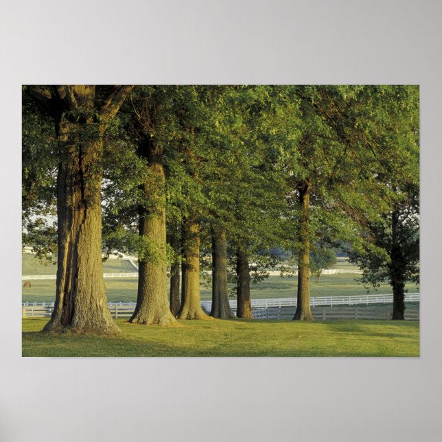 Affiches États-Unis, Kentucky, Lexington. Rangée d'arbres e (Devant)