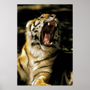 Affiches États-Unis, Michigan, Détroit. Zoo de Détroit, tig