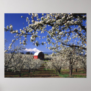 Affiches États-Unis, Oregon, Hood River Valley, Verger de p