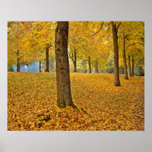 Affiches États-Unis, Oregon, Portland. Linden Trees