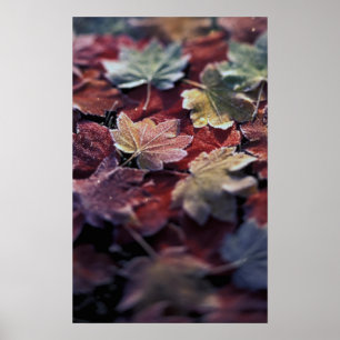 Affiches États-Unis, Pacifique Nord-Ouest. Feuilles d'érabl