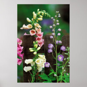 Affiches États-Unis, Pennsylvanie. Digitale et delphinium