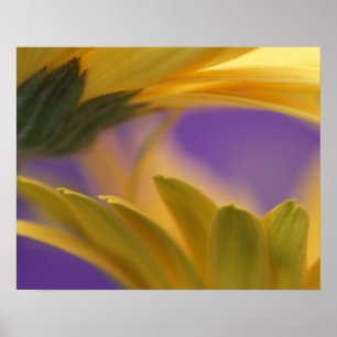 Affiches États-Unis, Pennsylvanie. Gerbera jaunes, rapproch
