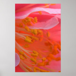 Affiches États-Unis, Pennsylvanie. Gros plan sur une fleur
