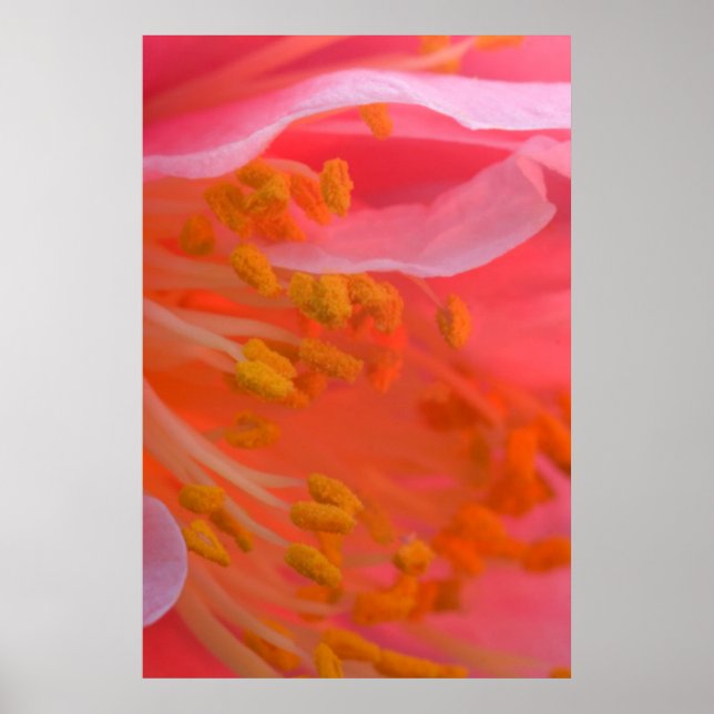 Affiches États-Unis, Pennsylvanie. Gros plan sur une fleur  (Devant)