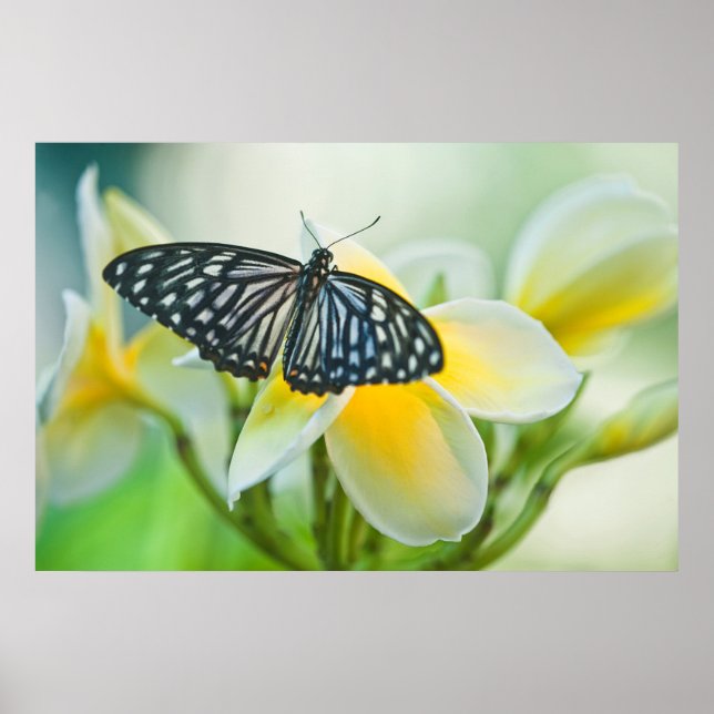 Affiches États-Unis, Pennsylvanie. Papillon swallowtail (Devant)