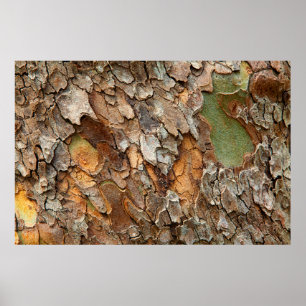 Affiches États-Unis, Tennessee, Gros Plan Sur Un Arbre