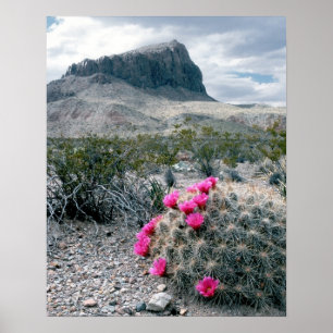 Affiches États-Unis, Texas, Big Bend National Park. Florai