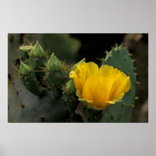 Affiches États-Unis, Texas, Cactus d'opuntia en fleurs.