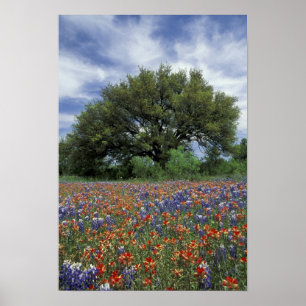 Affiches États-Unis, Texas, Marble Falls Paintbrush et