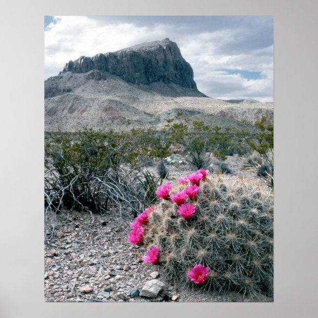Affiches États-Unis, Texas, Parc national de Big Bend. Flor (Devant)