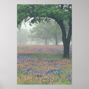 Affiches États-Unis, Texas. Pinceau de Texas et bleuets