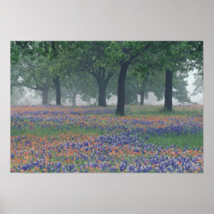 Affiches États-Unis, Texas, Texas Hill Country Champ vaste