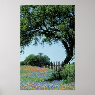 Affiches États-Unis, Texas, Texas Hill Country Paintbrush e