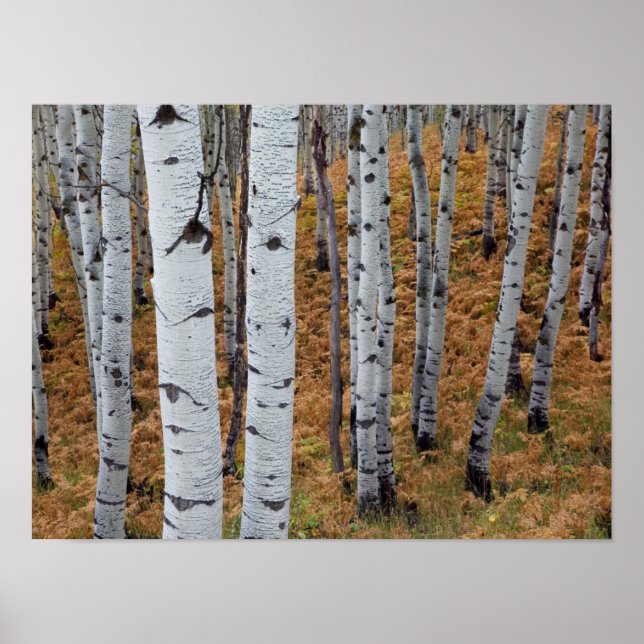 Affiches États-Unis, Utah, Uinta-Wasatch-Cache National For (Devant)