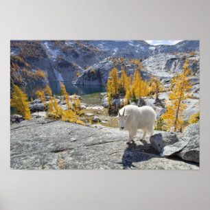 Affiches États-Unis, WA, Alpine Lakes WIlderness Enchantmen