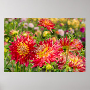 Affiches États-Unis, Washington. Fleurs de dahlia dans le j