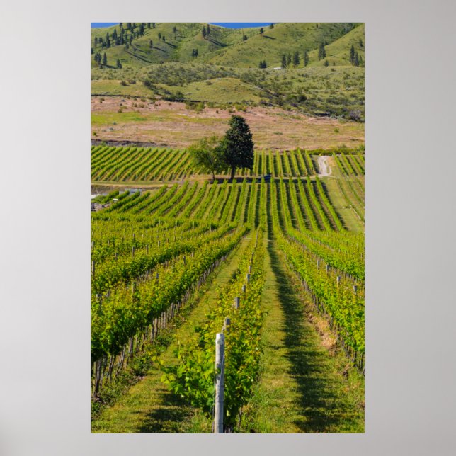 Affiches États-Unis, Washington, Lac Chelan. Vignoble 2 (Devant)