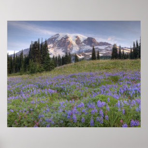 Affiches États-Unis, Washington, Mt. Rainier NP, Mt. Rainie