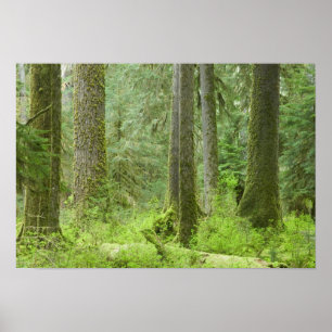 Affiches États-Unis, Washington, Parc national olympique, p