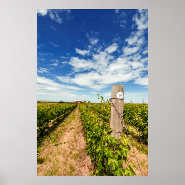Affiches États-Unis, Washington, Walla Walla. Cabernet Sauv (Devant)