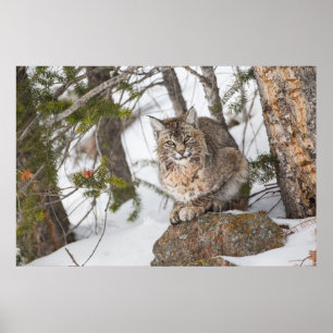 Affiches États-Unis, Wyoming, Parc national de Yellowstone,