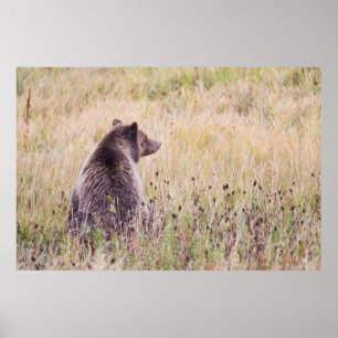 Affiches États-Unis, Wyoming, Parc national de Yellowstone,