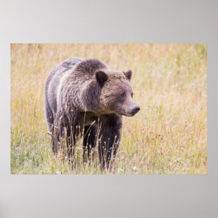 Affiches États-Unis, Wyoming, Parc national de Yellowstone,