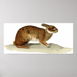 Affiches Etching zoologique classique - Lapin