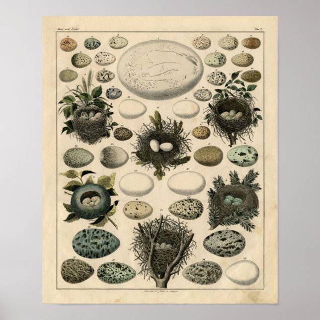 Affiches Etching Zoologique classique - Nids d'oiseaux et o (Devant)