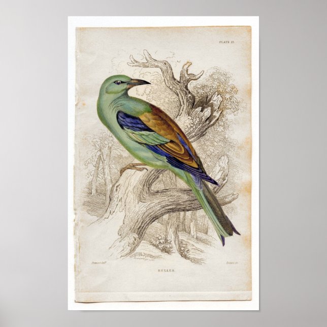 Affiches Étching Zoologique Classique - Rouleau (Devant)