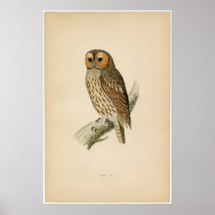Affiches Etching Zoologique Classique - Tawny Owl