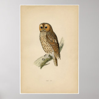 Affiches Etching Zoologique Classique - Tawny Owl