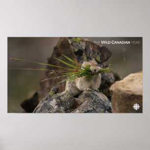 Affiches Été - American Pica