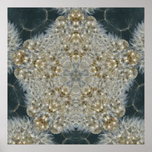 Affiches Étoile de Dandelion nov 2012