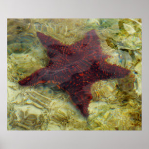 Affiches Étoile de mer sous-marine aux Bahamas