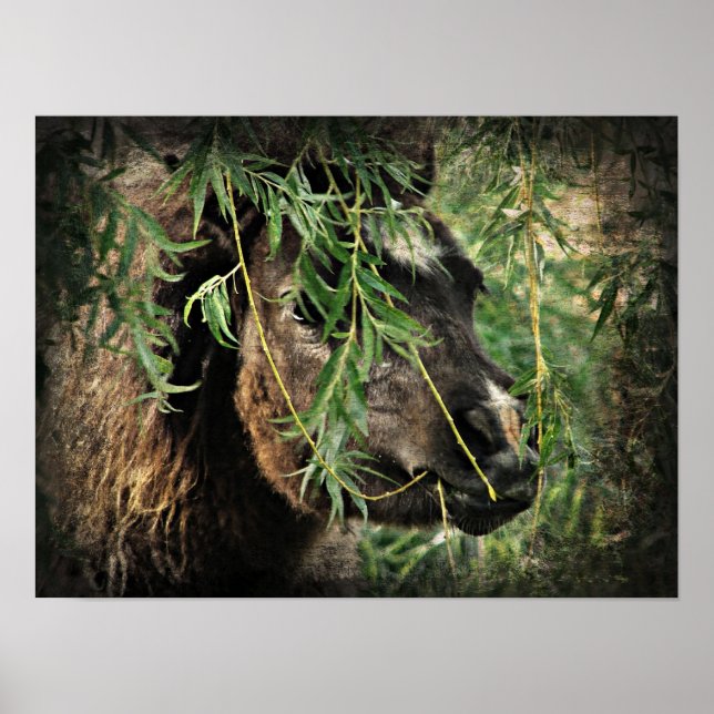 Affiches Être l'Onery Mini Filly sous le Willow Tree (Devant)