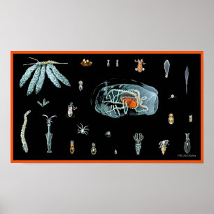 Affiches Étude de poulpe