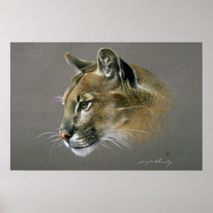 Affiches Étude de puma