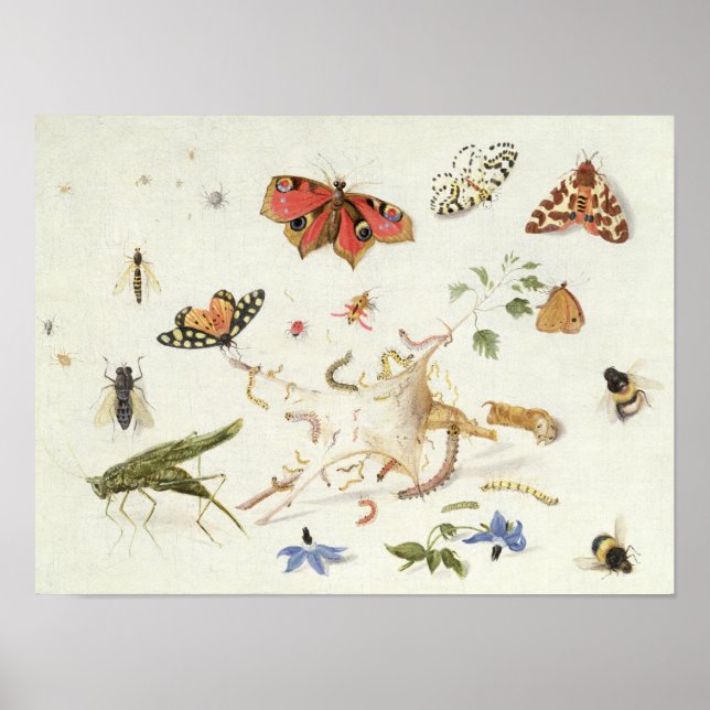 Affiches Étude des insectes et des fleurs (Devant)