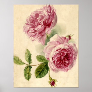 Affiches Étude sur les roses roses du XVIIIe siècle