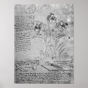 Affiches Études de Violas