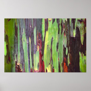 Affiches Eucalyptus 1 d'arc-en-ciel