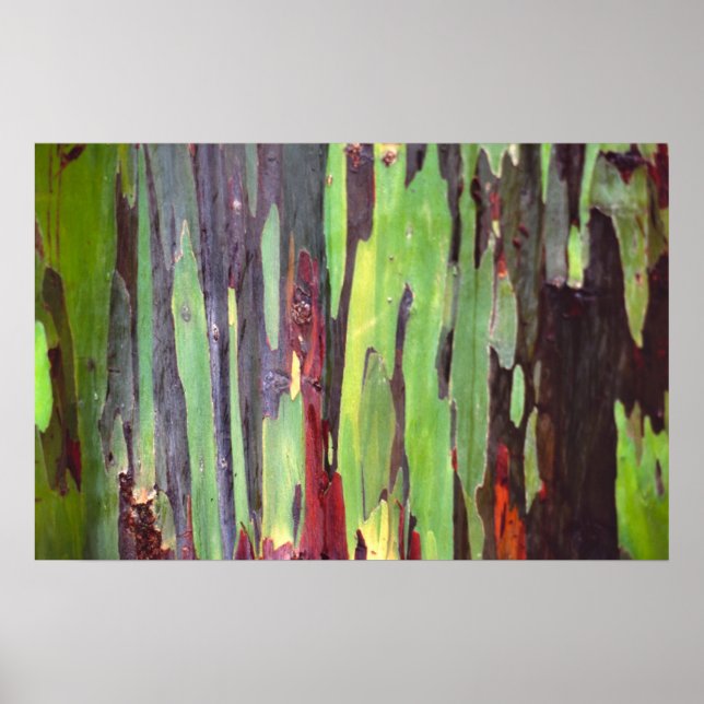 Affiches Eucalyptus arc-en-ciel 1 (Devant)