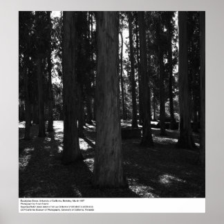 Affiches Eucalyptus Grove, UC Berkeley, 1967