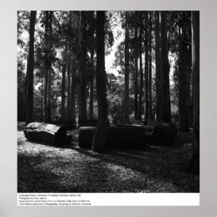 Affiches Eucalyptus Grove, UC Berkeley, 1967