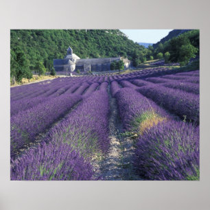 Affiches Europe, France, Provence. Champs de Lavander