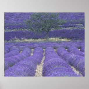 Affiches Europe, France, Provence, Sault, Champs de Lavande