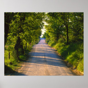 Affiches Europe, Italie, Toscane, route bordée d'arbres